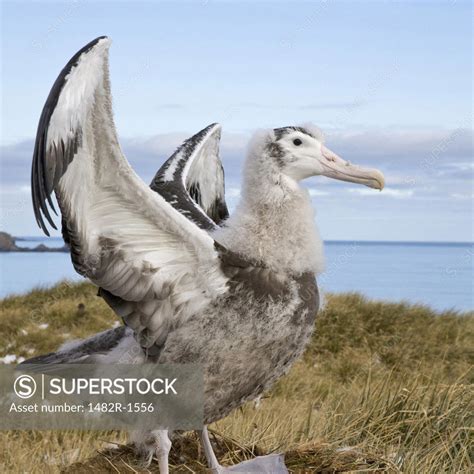 Wandering Albatross Chick Diomedea Exulans Spreading Its Wings Prion