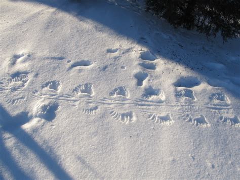 animal tracks  snow      extension