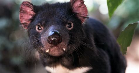years tasmanian devils   comeback  mainland australia
