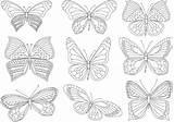 Kolorowanki Motyle Motylki Różne sketch template
