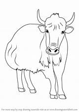 Yak Drawing Step Animals Draw Cow Farm Learn Drawings Paintingvalley Getdrawings sketch template