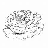 Rosebud Uncool Botany Isolation раскраски категории все из sketch template