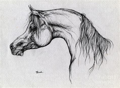 arabian horse drawing  drawing  angel tarantella