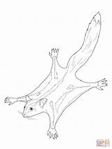 Sugar Glider Coloring Pages Possum Colouring Color Printable Australian Template Drawings Print Line Drawing Animals Cuttlefish Getcolorings Gliders Kids Realistic sketch template