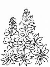 Lupine Coloring Pages Flower sketch template
