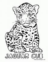 Coloring Pages Jungle Jaguar Animals Animal Drawing Rainforest Cheetah Cub Land Jacksonville Outline Jaguars Print Printable Drawings Color Baby Simple sketch template