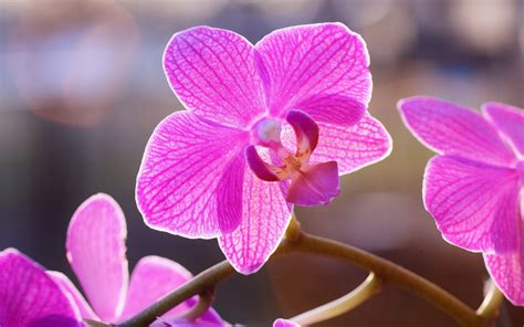 Pink Orchids Hd Desktop Wallpapers 4k Hd