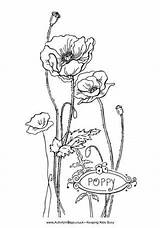 Pages Poppy Colouring Sympathy Coloring Remembrance Flower Poppies Colour Flowers Getdrawings Children Wild Pdf sketch template