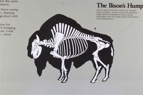 image result  bison muscle anatomy anatomy muscle anatomy bull