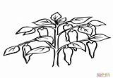 Pepper Coloring Chili Plant Getcolorings Getdrawings sketch template