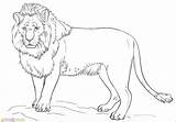Singa Mewarnai Lejon Supercoloring Marimewarnai Ritar Hur Paud Tk Sd Tracing sketch template