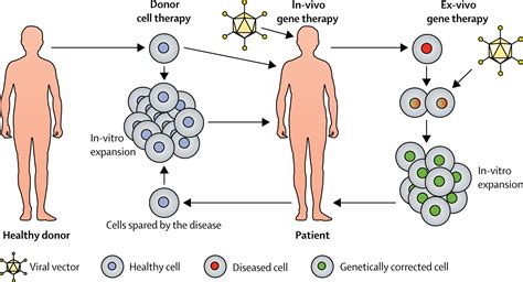 Lancet Commission Stem Cells And Regenerative Medicine The Lancet