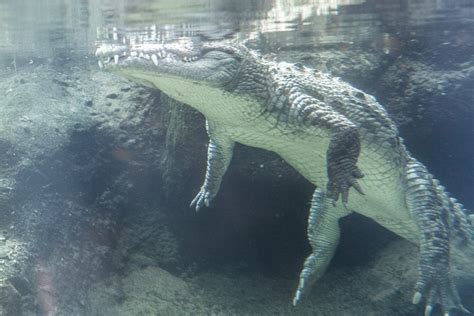 crocodile underwater  stock photo public domain pictures