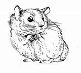 Hamster Coloring Drawing Dwarf Pages Hamsters Zoo Natural Getdrawings Lincoln Books Park Making History Public Book sketch template