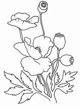 Poppy Coloring Drawing Lovely Remembrance Comments Choose Board sketch template