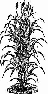 Sorghum Clipart Plant Cane Sugar Corn Etc Gif Closely Broom Resembling Related sketch template
