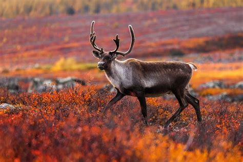 animal facts caribou canadian geographic