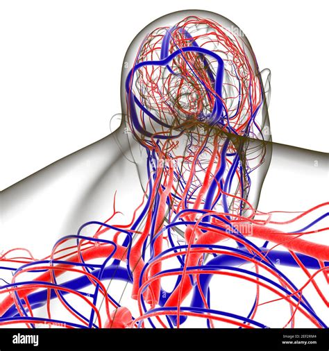 menschliche arterien und venen fuer medical concept  illustration