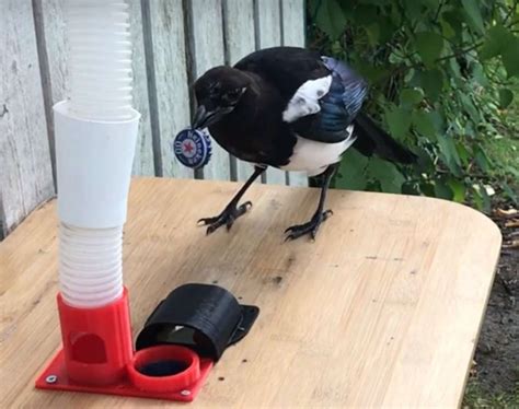 clever birds  clean neighborhoods yard video healthy