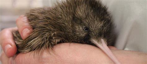 10 Best Places To See Kiwi Birds In New Zealand 100 Pure Nz