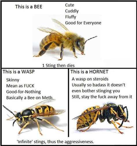 Wasps And Hornets Are Assholes Imgur