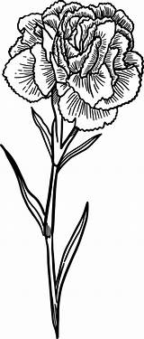 Svg Carnation Carnations sketch template