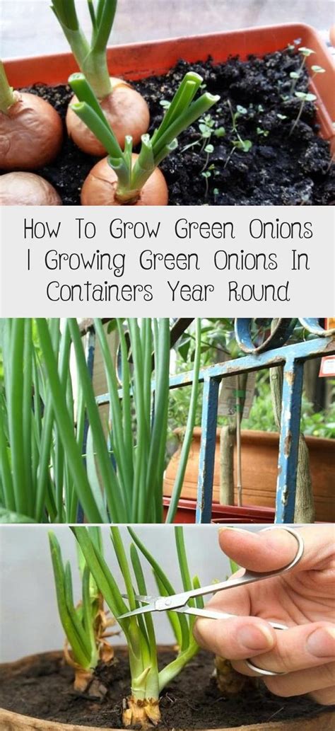 grow green onions growing green onions  containers year