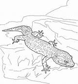 Gecko Crested Coloringhome sketch template