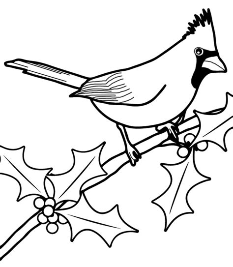 cardinal bird coloring  drawing page