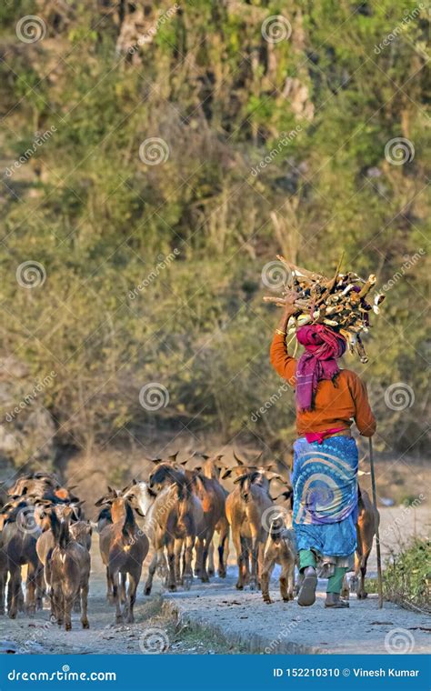 Women Shepherd With The Herd Of Goats In An Indian Village Editorial