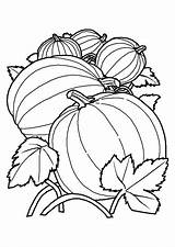 Toamna Colorat Desene Melon Planse Coloriage Calabazas Hugolescargot Coloriages Melons Colorier Colorare Hugo Légumes Enregistrée sketch template