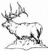 Elk Bull Sketch Template sketch template