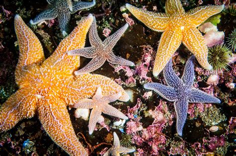 types  starfish  pictures factsnet
