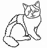 Shorthair Kolorowanki Domowe Calico Zwierzeta Zwierzęta Koty Brytyjski Dzieci sketch template