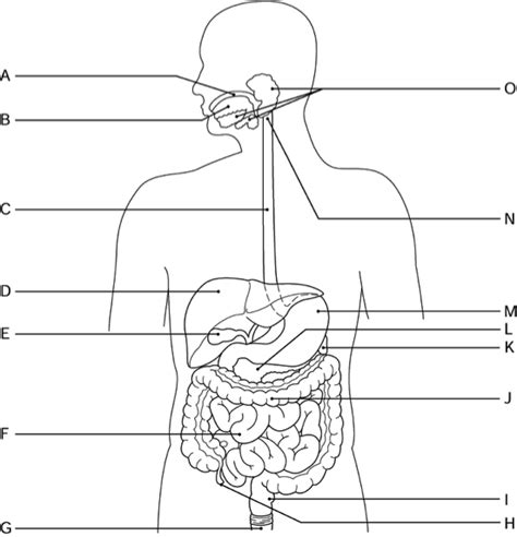 biology digestive system labelling diagram quizlet
