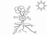Photosynthesis Diagram Coloring Worksheets Worksheet Flap Worksheeto Via sketch template