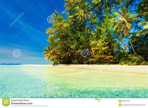 tropische zandige strand overwoekerde groene palm met duidelijk zeewater op blauwe hemel als