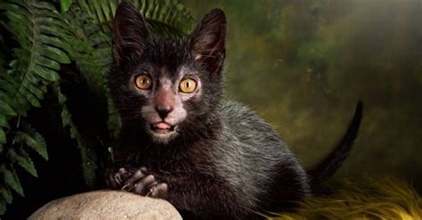 Everyone Is Obsessed With The New Werewolf Cat Werewolf Cat Cat