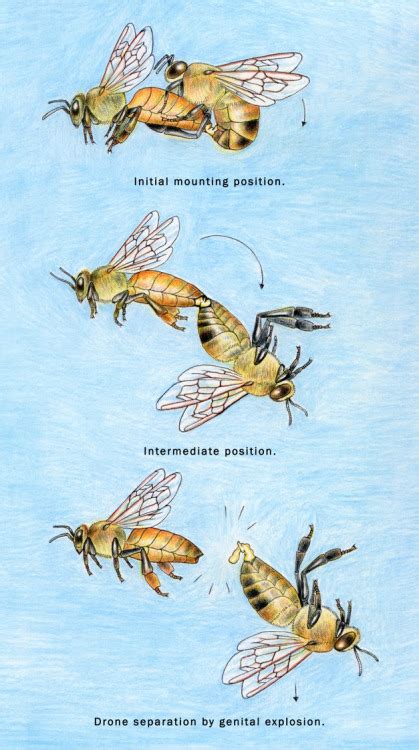 Bee Lesson Number Two – Meredith May