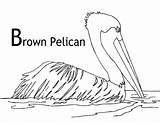 Alphabet Pelican sketch template
