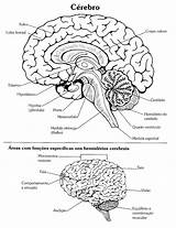 Anatomia Humana Humano Neuroanatomia Atividades Cérebro Nervoso Livro Psicologia Salvo Onlinecursosgratuitos Isso Compartilhe Acessar Cantinho Professora sketch template
