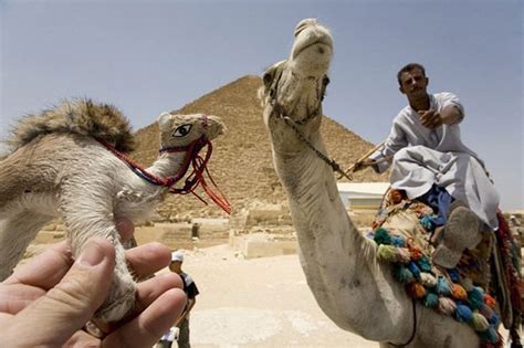 Mean Little Camel Amazing Photos With Optical Illusions