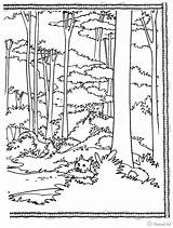 Forest Paisagem Taiga Floresta Colorironline sketch template