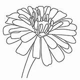 Coloring Pages Flowers Zinnia Marigold Color Printable Getcolorings Print Toddler sketch template