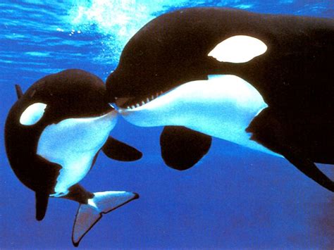 great pic  mom  baby orques orque animaux aquatiques