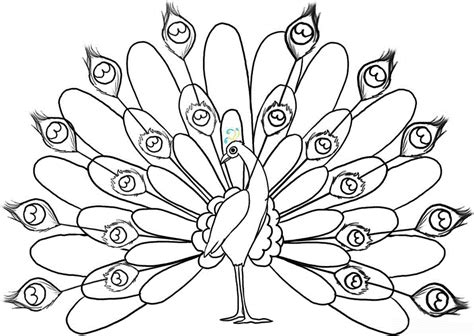 coloring pages  peacocks coloring home