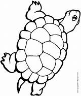 Coloring Pages Turtle Animal Color Printable Turtles Sheets Kids Sheet Print Found sketch template