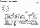 Coloring Tu Shvat Pages Kids Bshvat Jewish sketch template