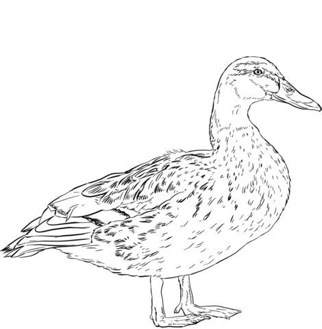 female mallard duck coloring page  printable coloring pages