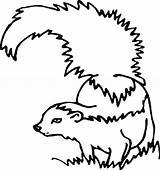 Skunk Coloring Drawing Enemy Cautious Line Getdrawings Color sketch template